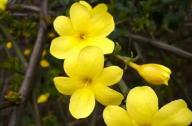 如何區(qū)分迎春花和連翹花？