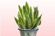 如何養(yǎng)殖虎皮蘭？