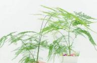 室內(nèi)如何科學(xué)的養(yǎng)殖文竹？
