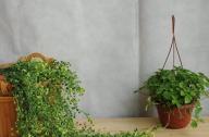 盤點室內(nèi)最常用的綠植