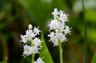家庭養(yǎng)花常識看漲：用溫水澆花起事半功倍效果