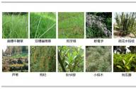 如何選擇岸邊陸生植物？