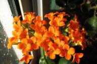 家庭養(yǎng)花推薦：圣誕伽藍菜