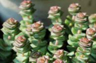 植物庫(kù)：錢串景天