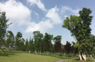 苗木移植和養(yǎng)護(hù)技術(shù)標(biāo)準(zhǔn)