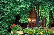 低成本植物景觀設(shè)計原則