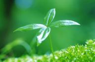綠色植物在生態(tài)建筑中的作用