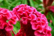 雞冠花栽培技術
