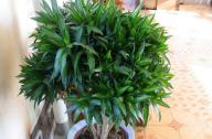家里養(yǎng)什么植物旺財？