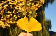 目前種什么樹(shù)最有市場(chǎng)前景?