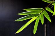 選擇園林植物時(shí)，如何巧妙利用植物的五行屬性？
