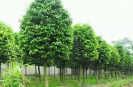 ?？诩爸苓叺貐^(qū)植物群落示例