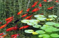 魚文化在園林景觀設(shè)計(jì)中的應(yīng)用