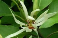 治療咳嗽的植物：白蘭花、丁香、藿香