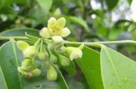 清熱祛風(fēng)，養(yǎng)心安神的植物：沉香