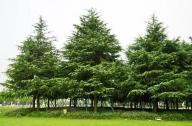 新植樹木養(yǎng)護(hù)管理六要點