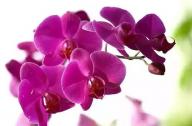 過(guò)年家里養(yǎng)什么植物風(fēng)水好？