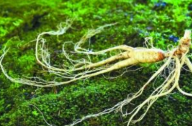 瀕危野生植物 不保護將滅絕